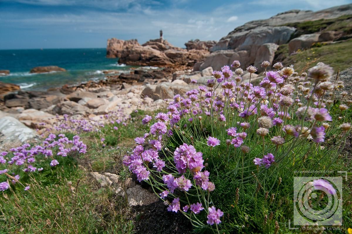 Photos de fleurs et plantes en Bretagne A travers l'objectif