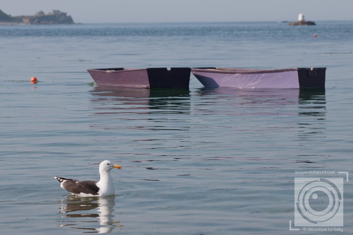Photos d'oiseau de mer Bretagne A