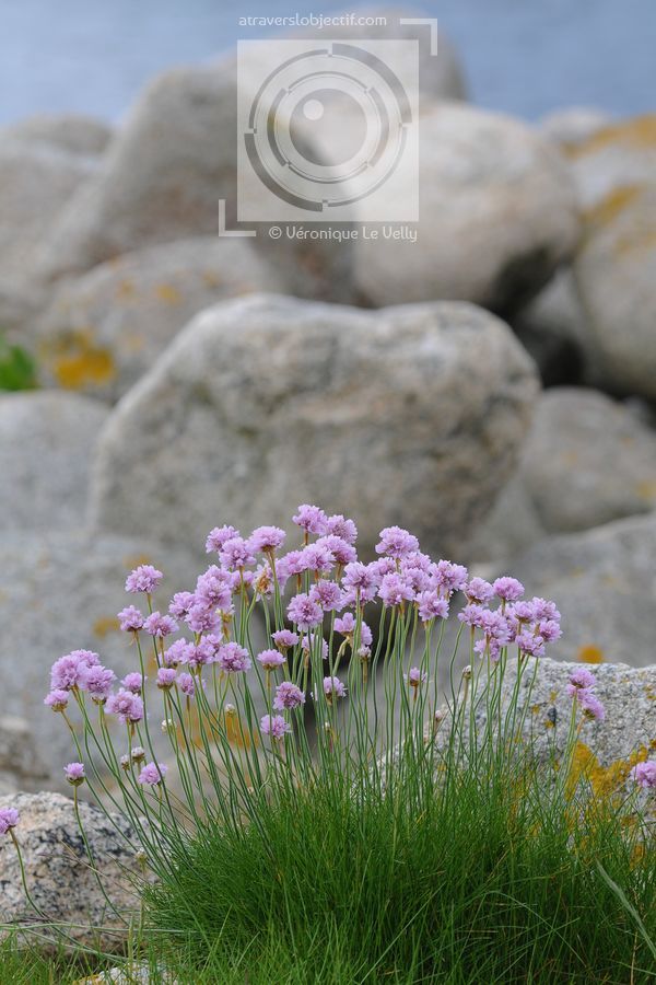 Photos de fleurs et plantes en Bretagne A travers l'objectif