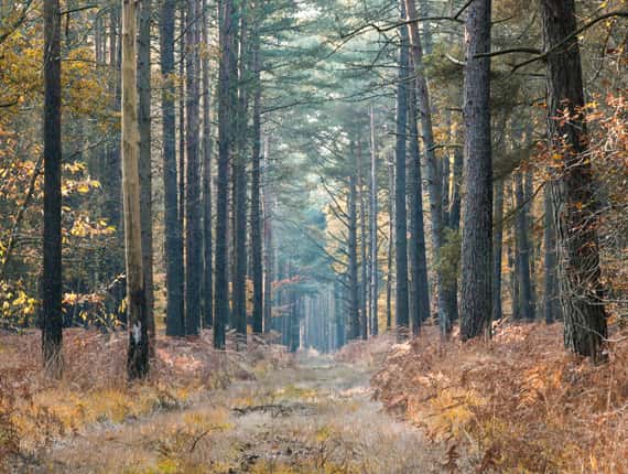 forêt de Paimpont