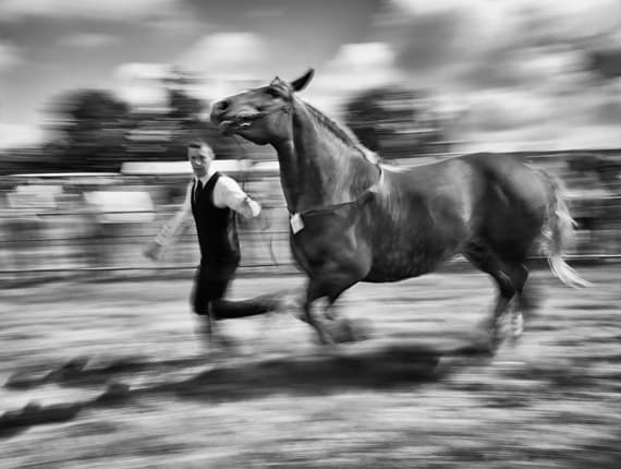concours d'allure cheval de trait