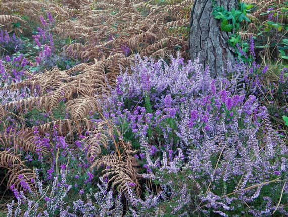 bruyère en fleurs