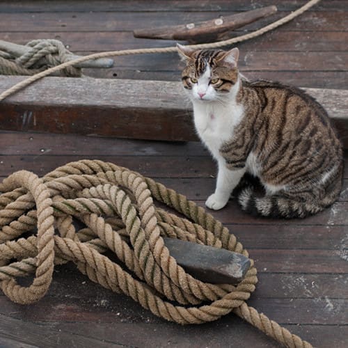 Chat au pied marin