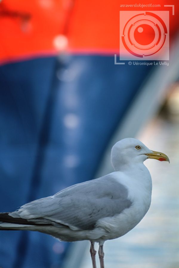 Photos d'oiseau de mer Bretagne