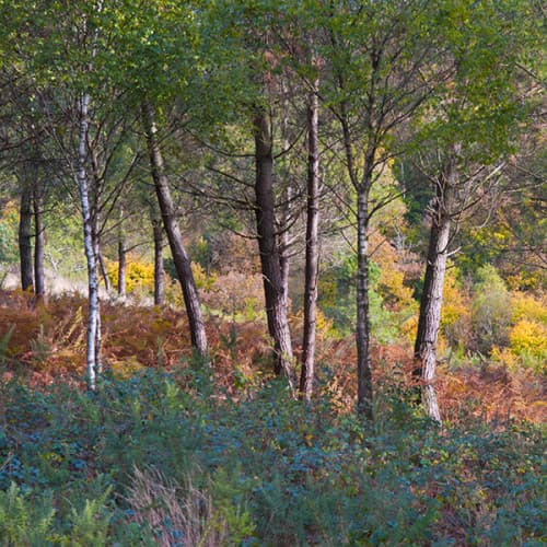 Forêt de Brocéliande