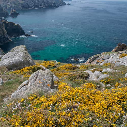 Tapis végétal en bord de mer