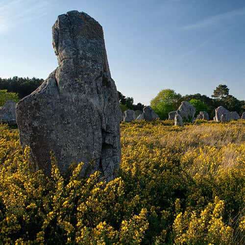 Champ de menhirs