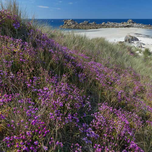 Fleurs violettes sur la dune