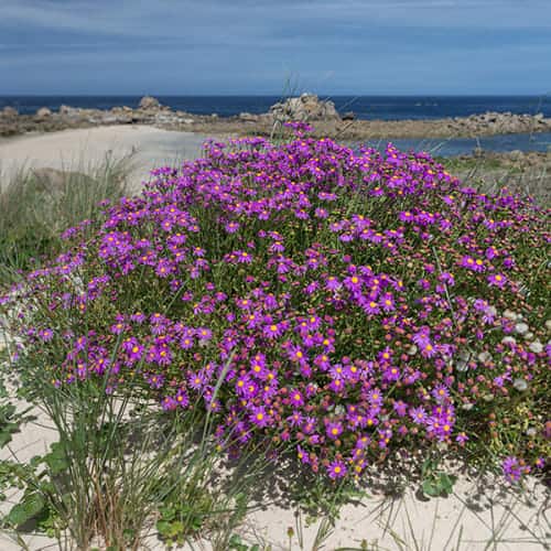 Superbes fleurs violettes ('Senecio elegans')
