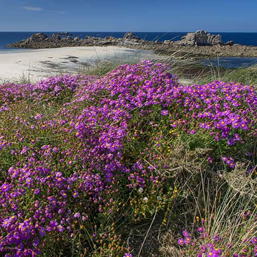 Parterre de fleurs violettes en bord de mer