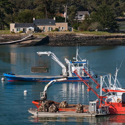 Bateaux ostréicoles en rivière de Crac'h