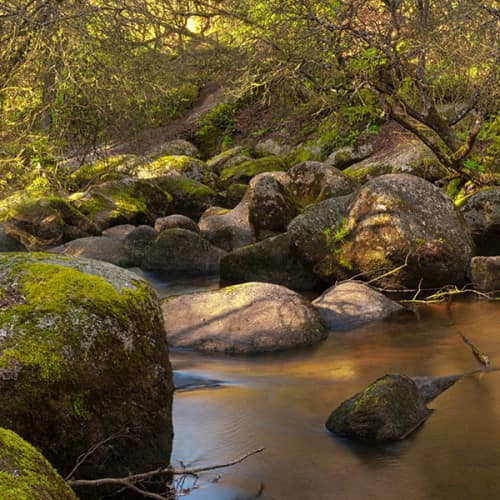Rivière dorée