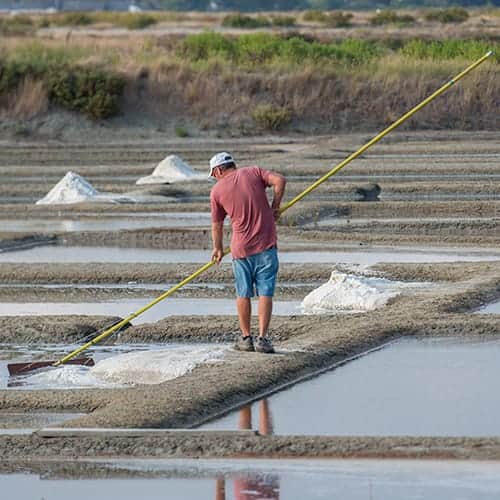 Paludier dans sa saline