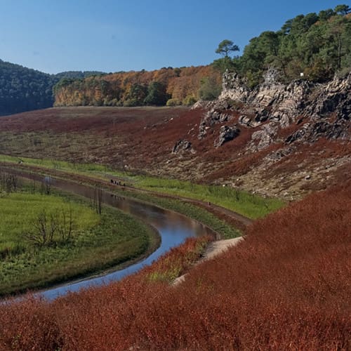 Végétation rousse d'automne