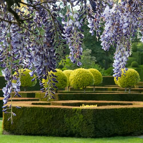 Glycine et topiaires d'ifs