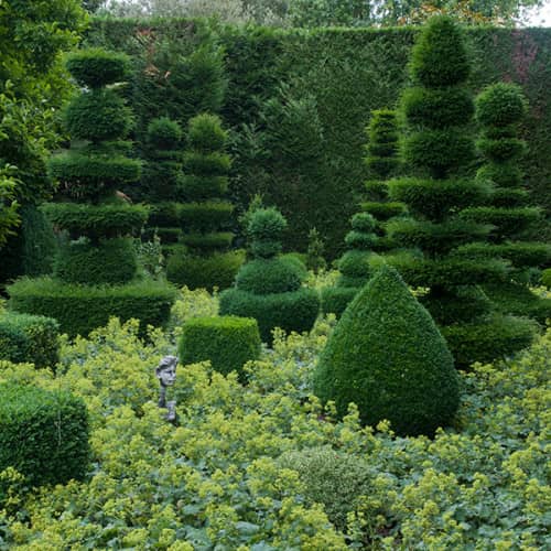 Topiaires de buis