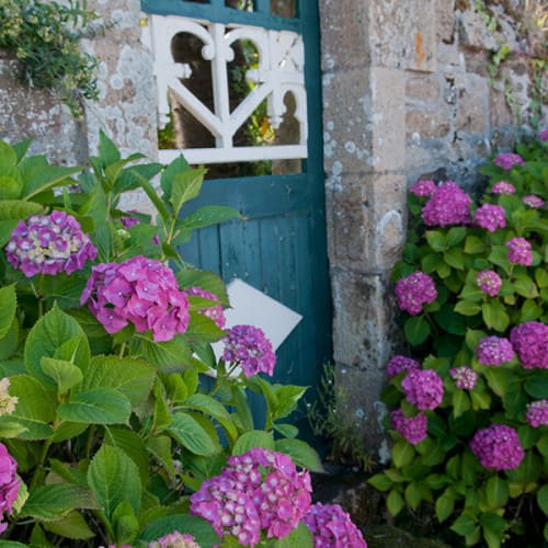 Hortensias en fleurs