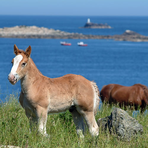 Poulain au bord de la mer