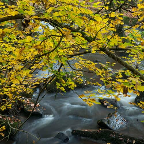 Couleurs d'automne sur le site des Aulnais