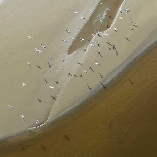 Colonie d'oiseaux de mer s'envolant