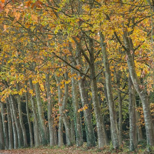 Alignement d'arbres à l'automne