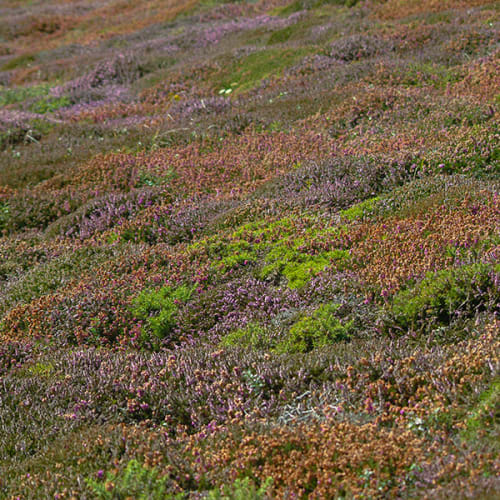 Tapis de bruyère