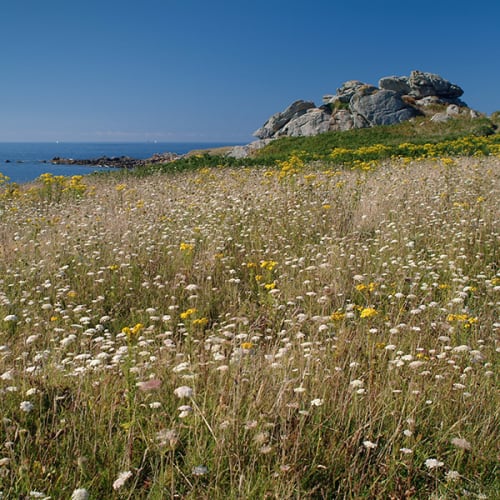 Fleurs sauvages