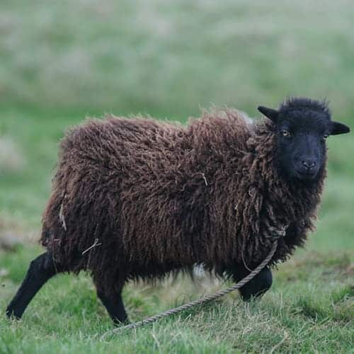 Mouton noir d'Ouessant