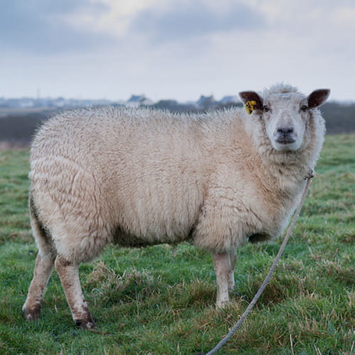 Mouton sur l'île d'Ouessant