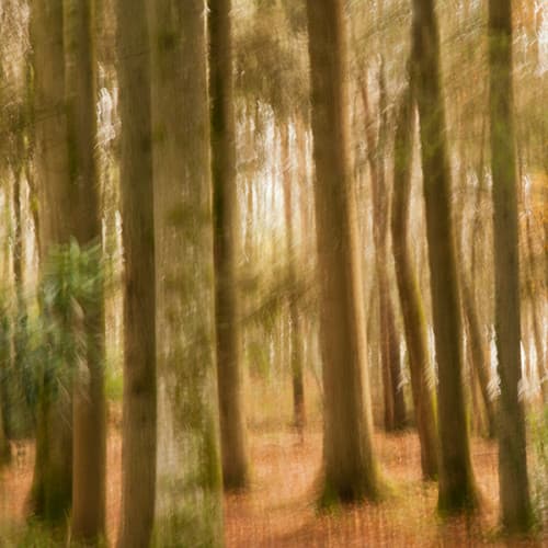 Forêt mythique