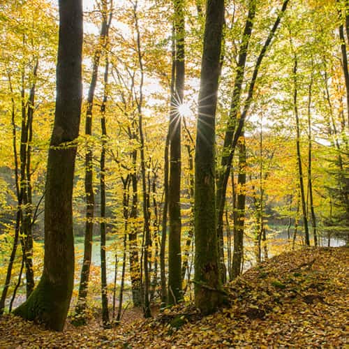 Couleurs d'automne