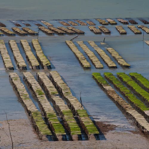 Alignement de tables à huîtres en baie d'Arcouest