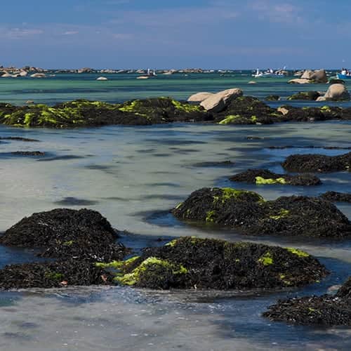 Algues en bord de mer