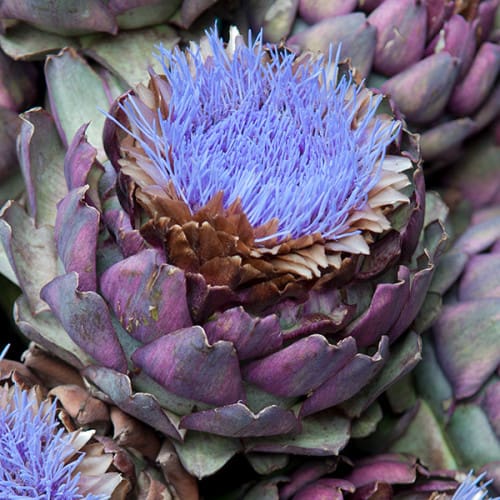 Fleurs d'artichauts