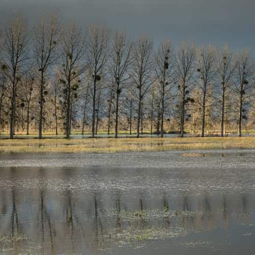 Champ inondé à Roz-Landrieux