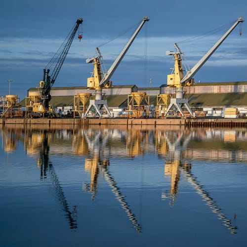 Grues se reflétant dans l'eau
