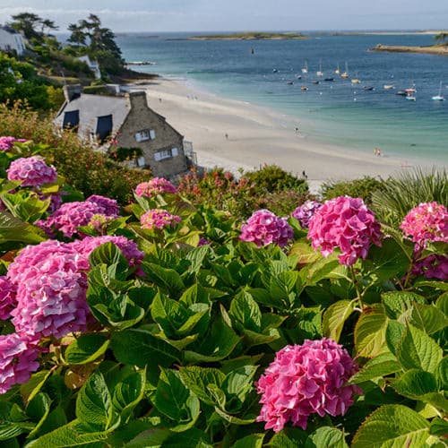Hortensias avec vue sur mer