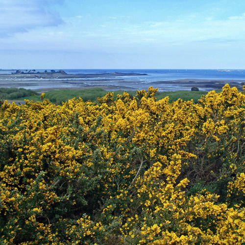 Ajonc en fleurs