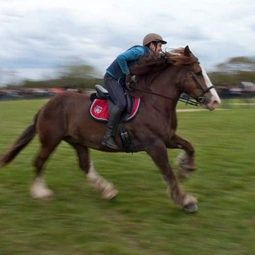 Cheval de trait lancé au galop