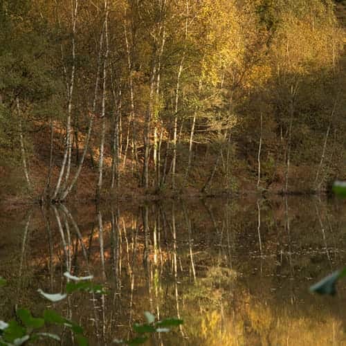 Reflets dorés sur l'étang du Miroir aux Fées