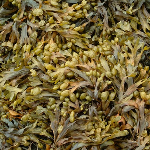 Fucus vésiculeux