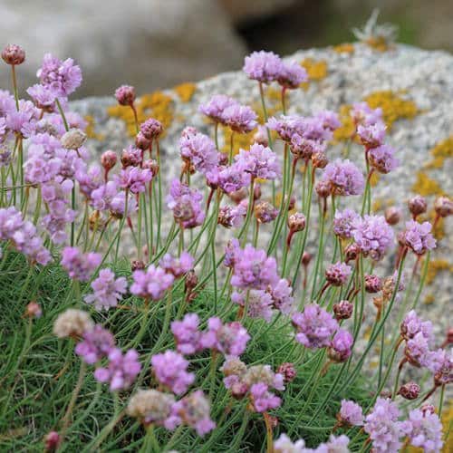 Fleurs d'armérie maritime