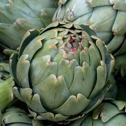 Artichauts 'Prince de Bretagne'