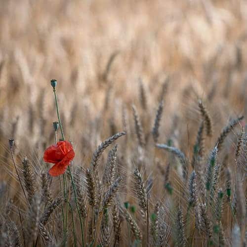 Fleurs de coquelicots