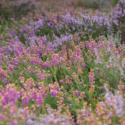 Bruyère en fleurs