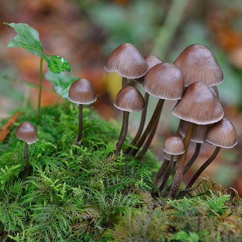 Champignons