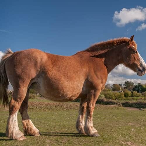 Cheval de trait breton