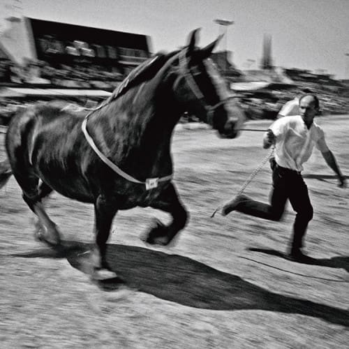 Présentation d'un cheval de trait