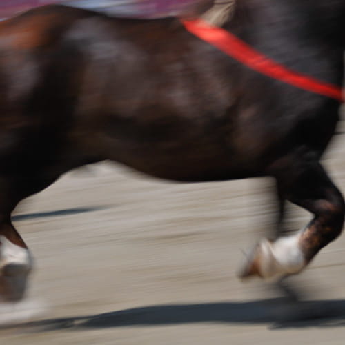 Cheval de trait breton