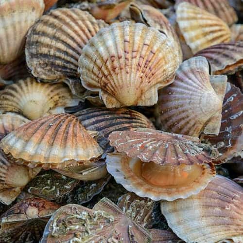 Coquilles Saint-Jacques fraîches pêchées en Bretagne